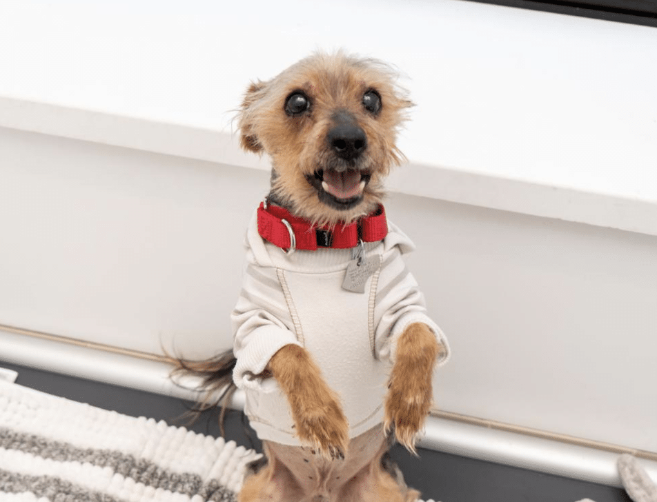 A little twelve year old, light brown, 11.1 lb terrier standing on his hind legs, wearing a white sweater with red collar